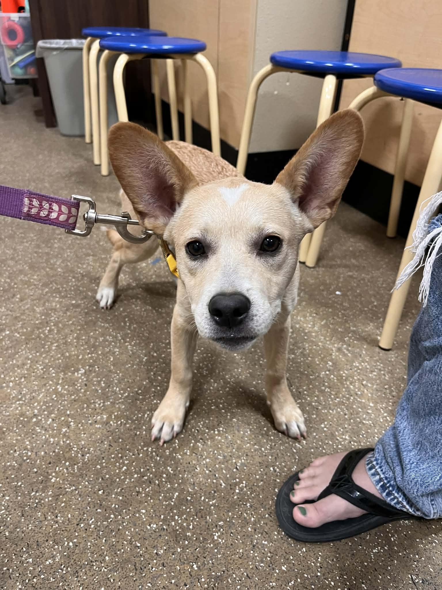 Enlarge Dempsey, a Adoptable Cattle Dog in hinckley, IL image 2/2