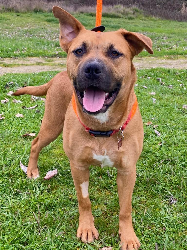 Harriet, Adoptable, Young Female Labrador Retriever & Pit Bull Terrier.