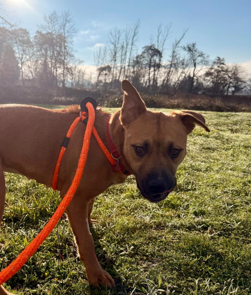Enlarge Harriet, a Adoptable mixed breed in Grants Pass, OR image 2/3