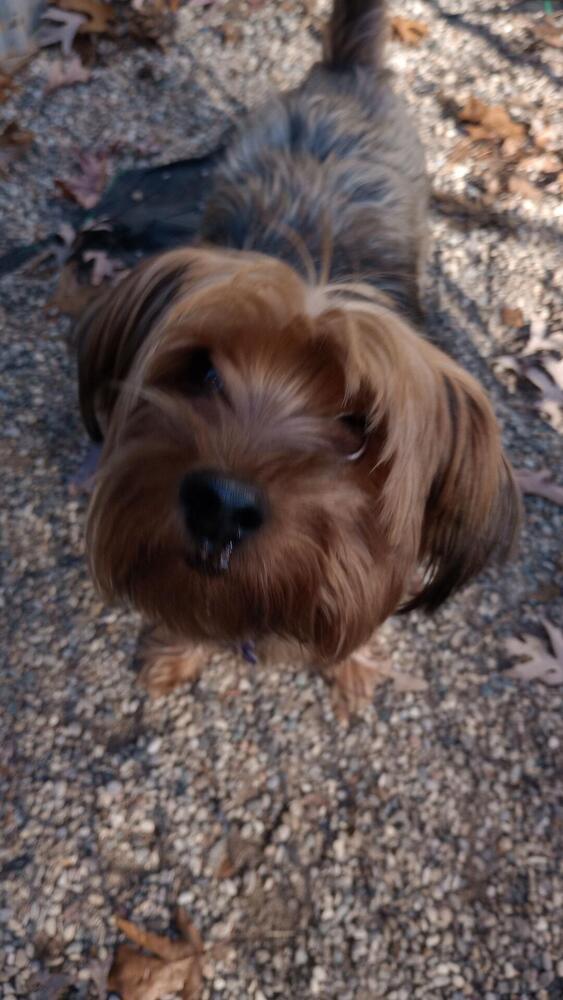 Enlarge Ace, a Adoptable mixed breed in Muskegon, MI image 2/2