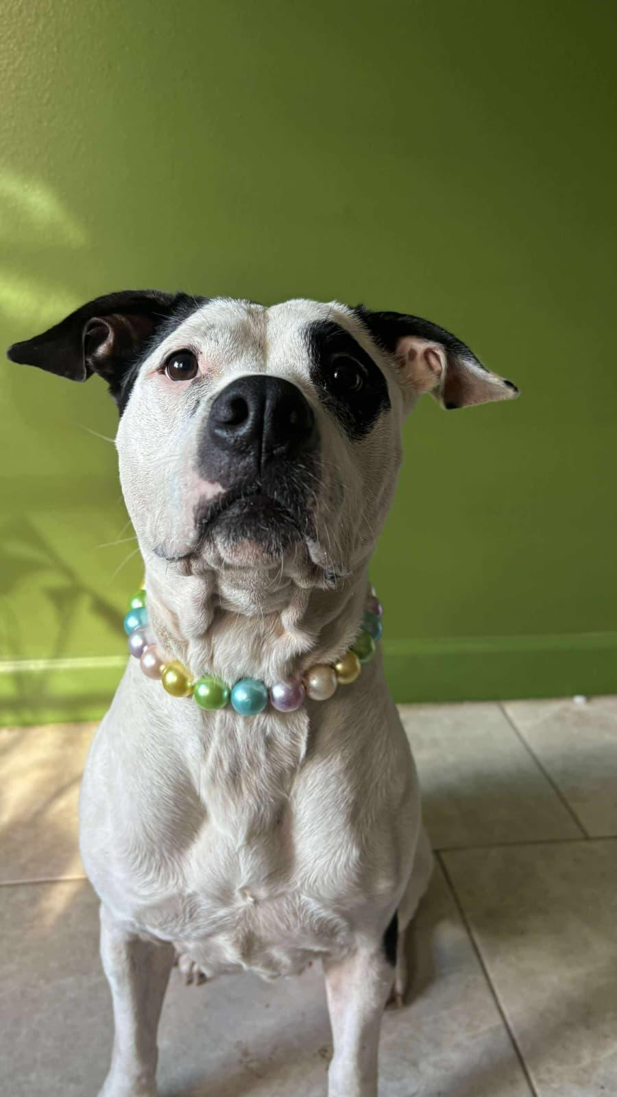 Aggie, a Adopted mixed breed in Yonkers, NY image 1/5