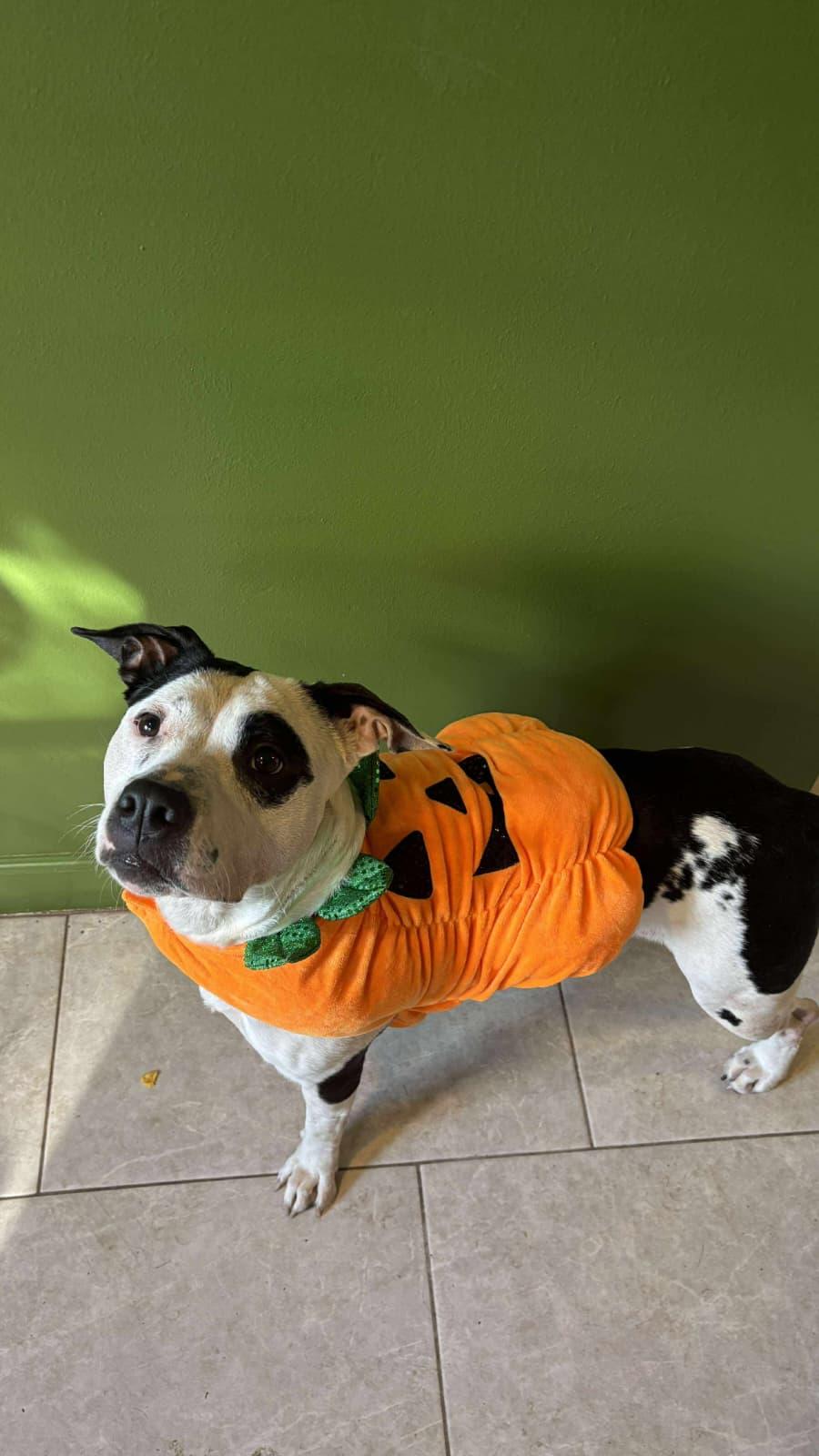 Aggie, a Adopted mixed breed in Yonkers, NY image 2/5