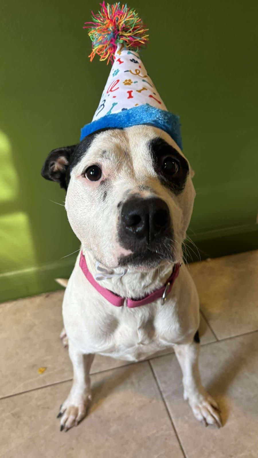 Aggie, a Adopted mixed breed in Yonkers, NY image 5/5