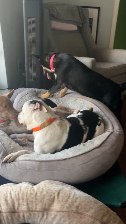 Enlarge Aggie, a Adopted mixed breed in Yonkers, NY video 3/5