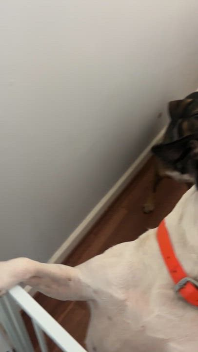 Enlarge Aggie, a Adopted mixed breed in Yonkers, NY video 4/5