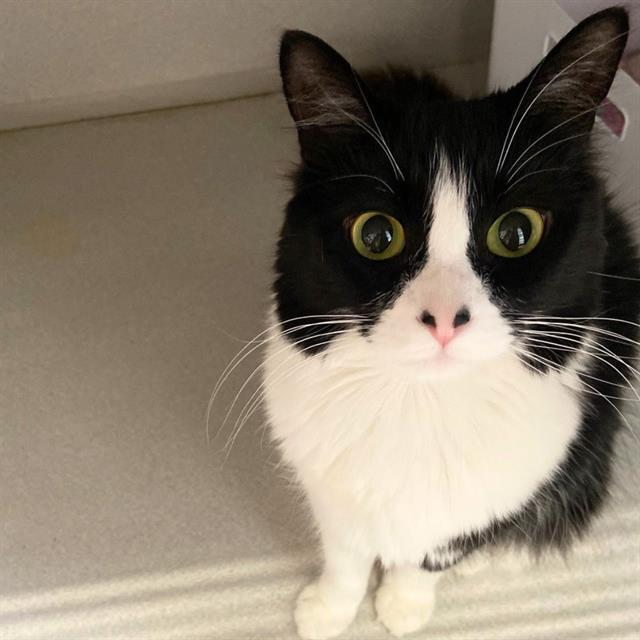 Enlarge LAYLA, a Adoptable Domestic Long Hair in Aurora, CO image 1/1