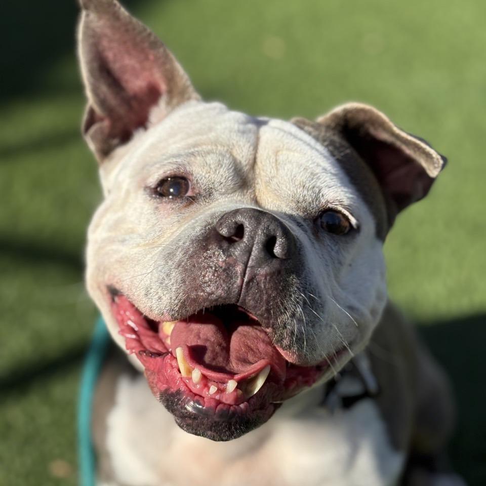 Enlarge ButterCup, a Adoptable Pit Bull Terrier in Chattanooga, TN image 1/6