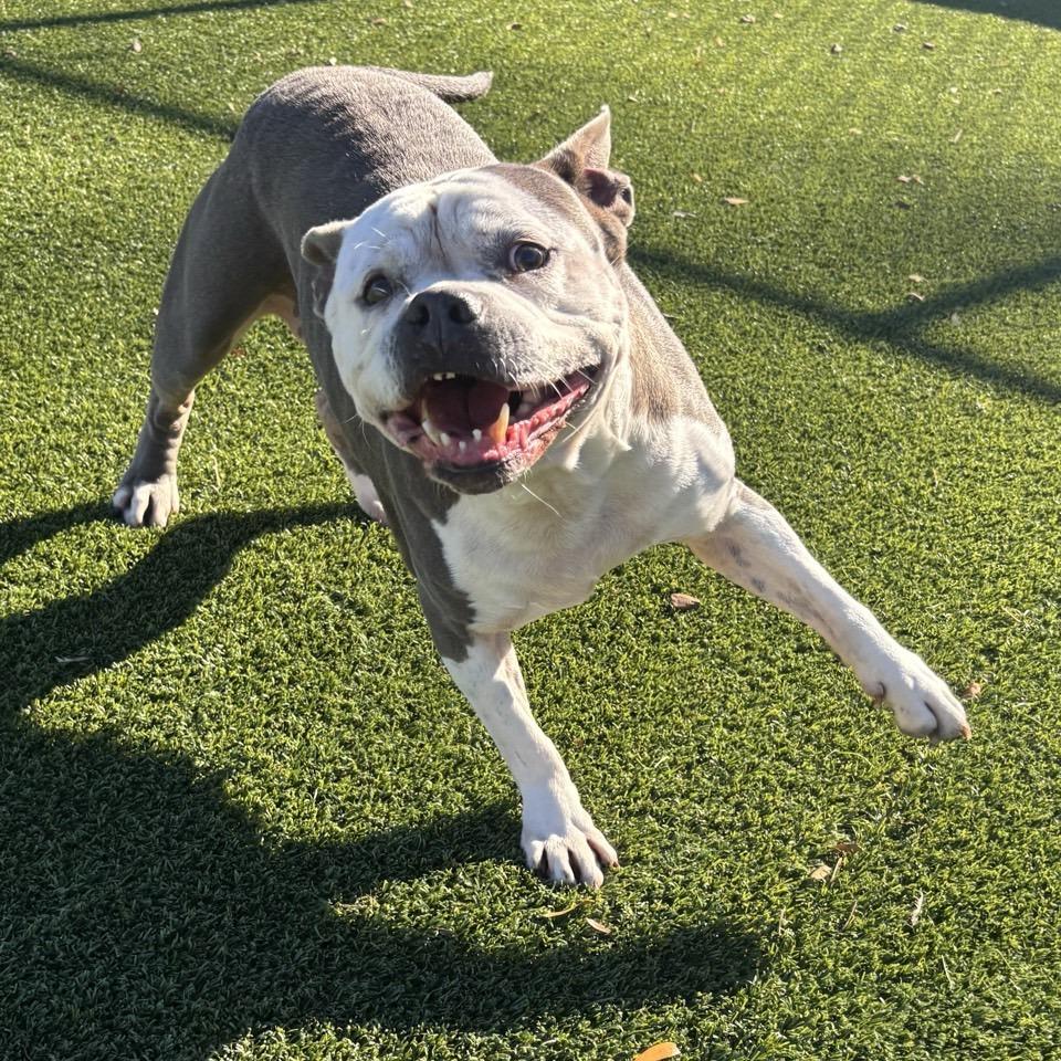 ButterCup, Adoptable, Senior Female Pit Bull Terrier.