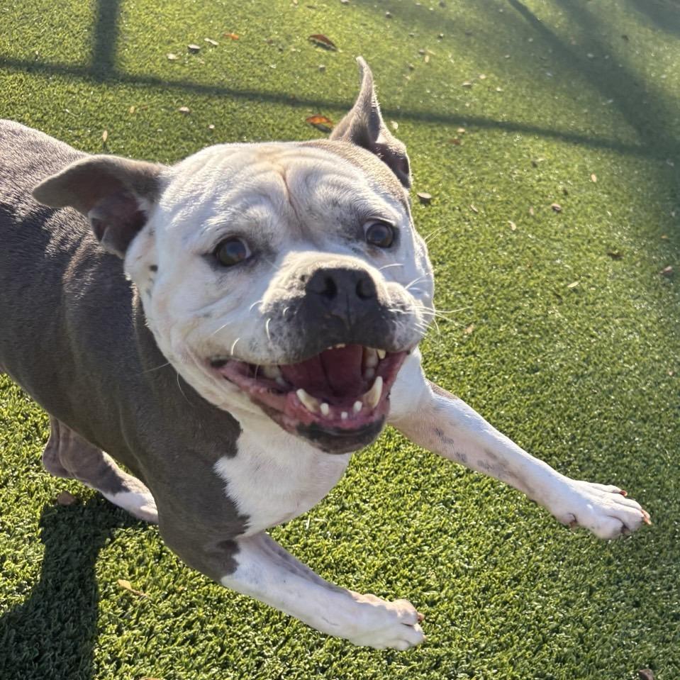 Enlarge ButterCup, a Adoptable Pit Bull Terrier in Chattanooga, TN image 3/6