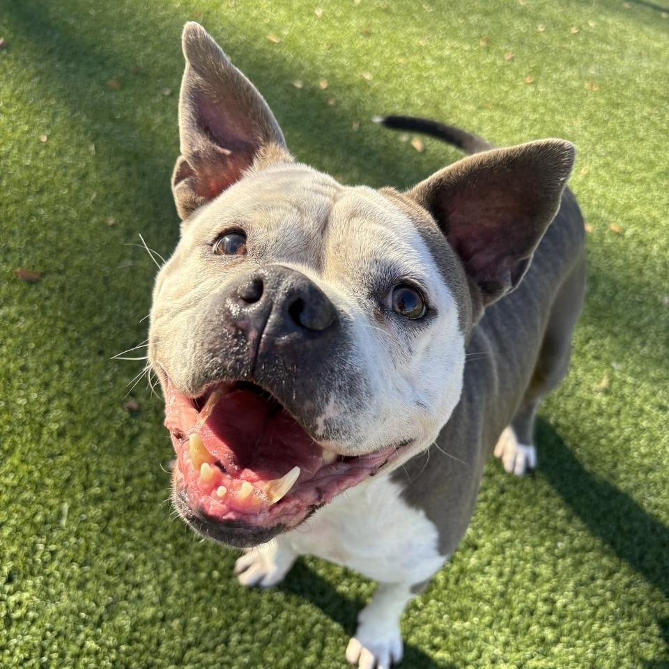 Enlarge ButterCup, a Adoptable Pit Bull Terrier in Chattanooga, TN image 4/6