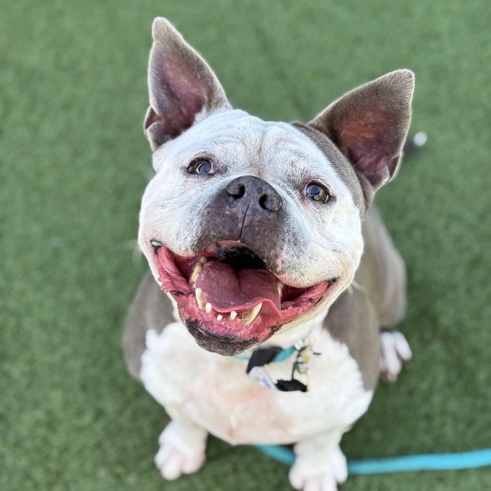 Enlarge ButterCup, a Adoptable Pit Bull Terrier in Chattanooga, TN image 5/6