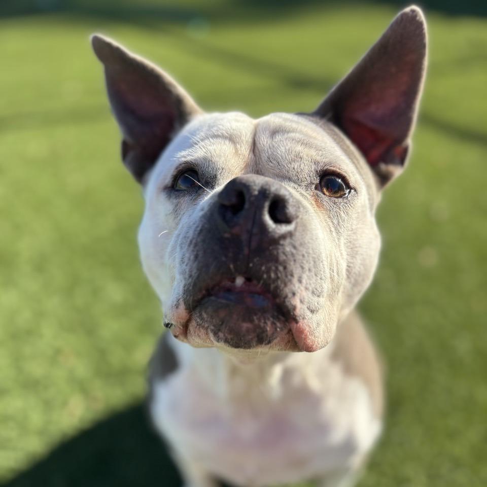 Enlarge ButterCup, a Adoptable Pit Bull Terrier in Chattanooga, TN image 6/6