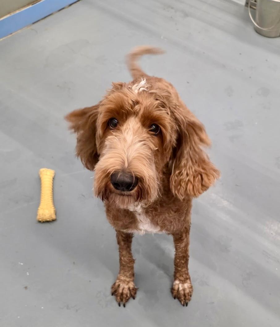Enlarge Copper Doodle, an adopted Labradoodle in Winter Haven, FL image 1/1