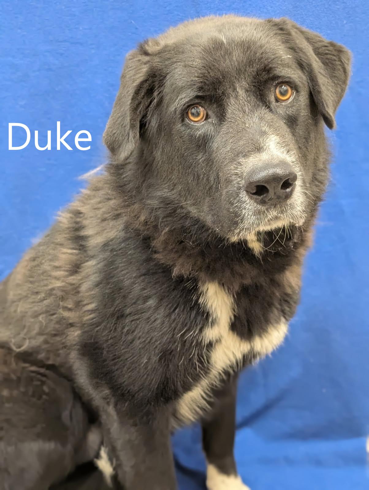 Enlarge Duke, a ADOPTABLE mixed breed in Mount Vernon, OH image 1/1