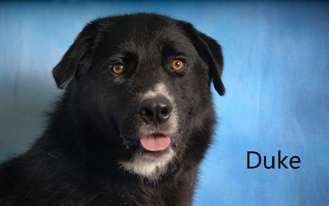 Enlarge Duke, an adoptable mixed breed in Mount Vernon, OH image 2/2