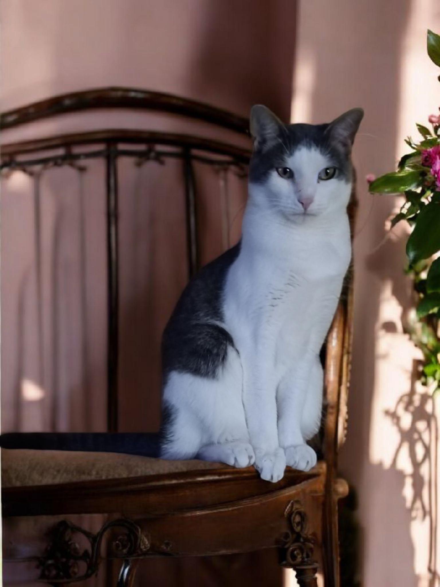 Grady, Adult Male Domestic Short Hair