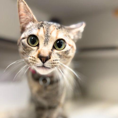 KORRA, Adoptable, Young Female Domestic Short Hair.