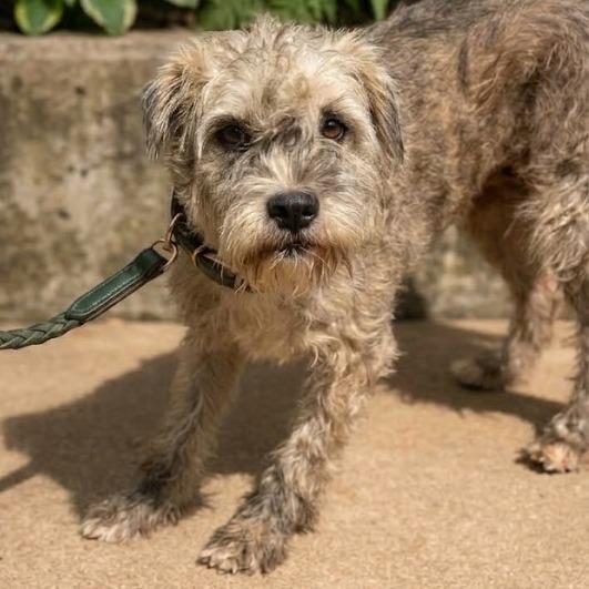 Enlarge Jill, a Adoptable Border Terrier in Tulsa, OK image 1/1