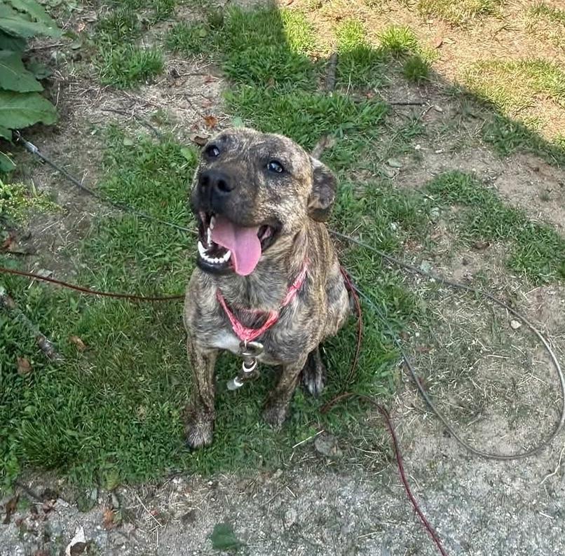 POPPY, Young Female Mountain Cur