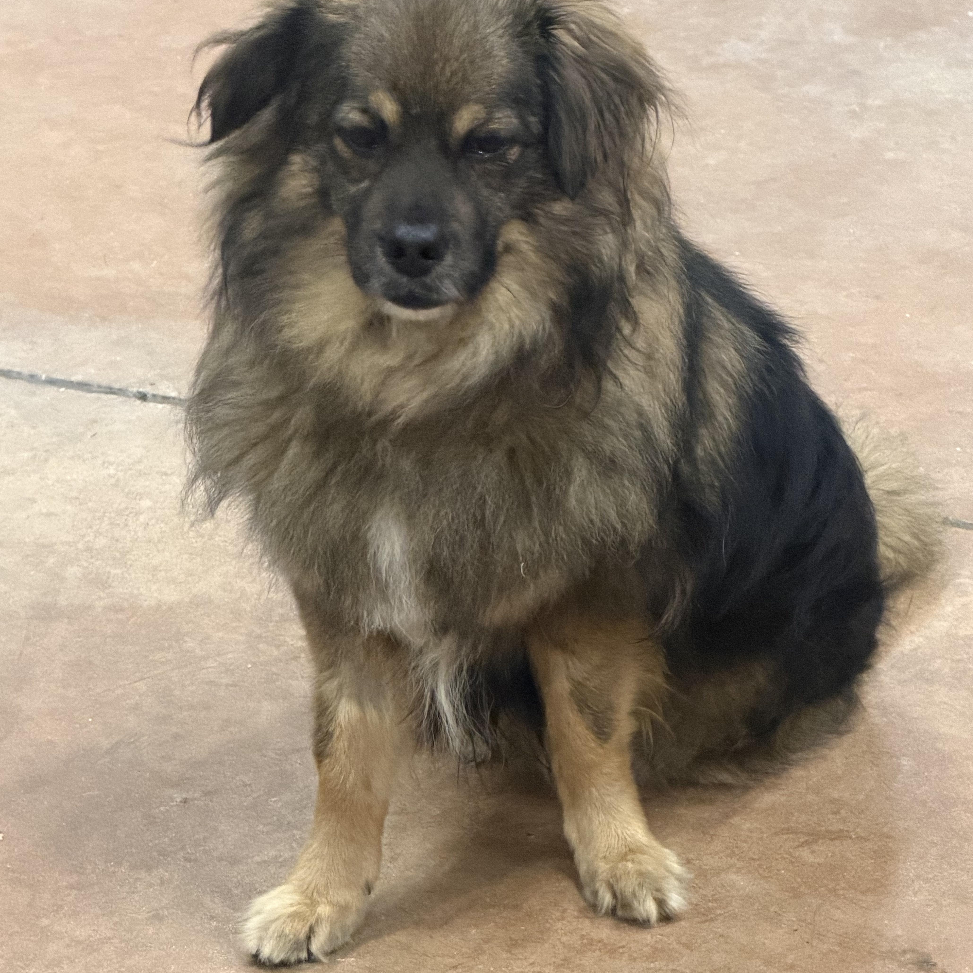 Mr. Mini Lion  Buddy (Tripaw), Adoptable, Adult Male Tibetan Spaniel & Terrier.
