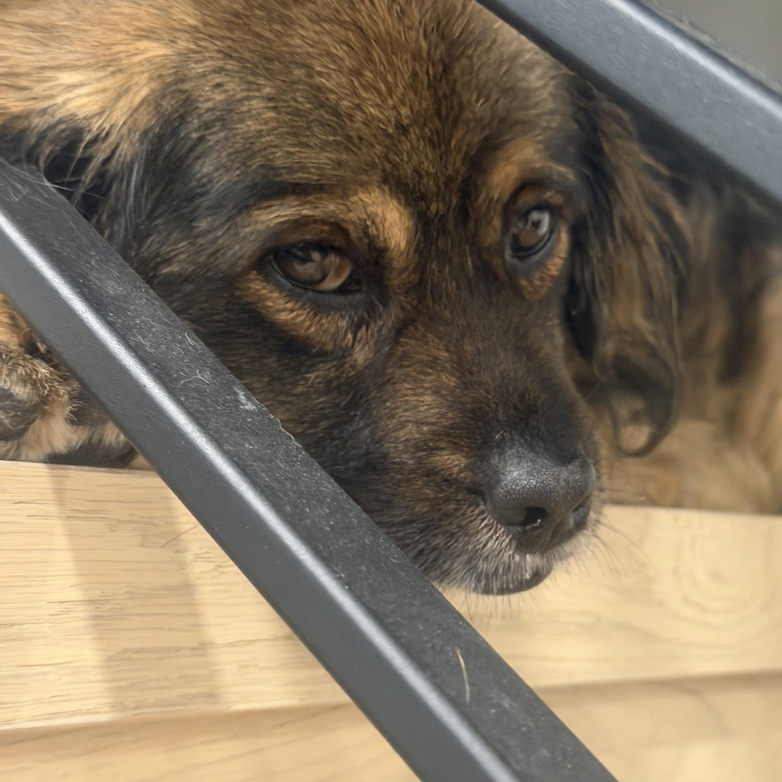 Enlarge Mr. Mini Lion  Buddy (Tripaw), a Adoptable mixed breed in Ridgefield, WA image 4/6