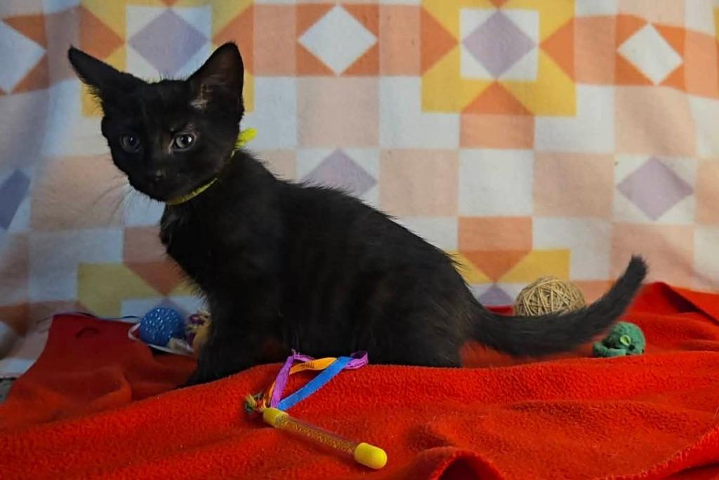Greenleaf, a Adoptable mixed breed in Miami, OK image 1/5