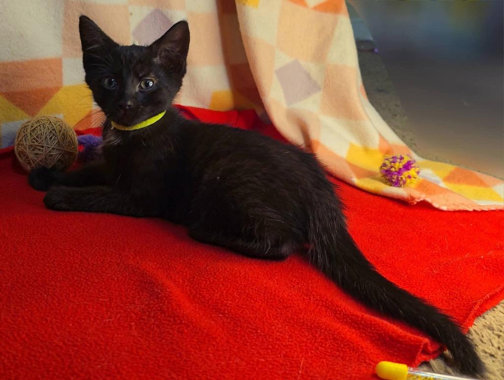 Greenleaf, a Adoptable mixed breed in Miami, OK image 2/5