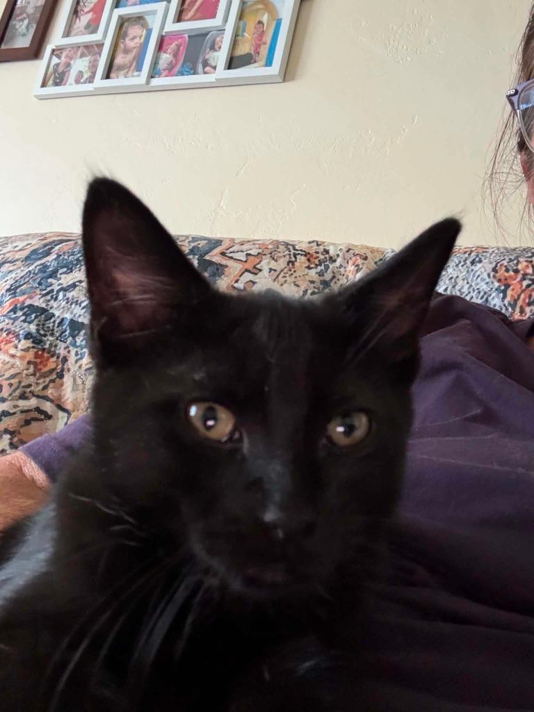 Greenleaf, a Adoptable mixed breed in Miami, OK image 3/5