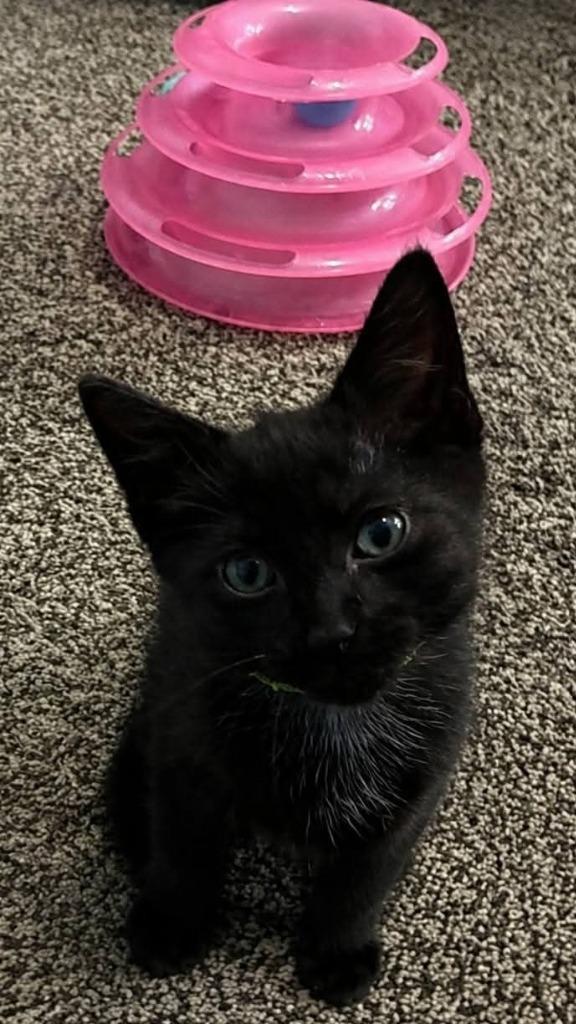 Greenleaf, a Adoptable mixed breed in Miami, OK image 4/5