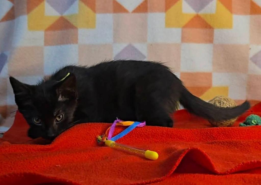 Greenleaf, a Adoptable mixed breed in Miami, OK image 5/5