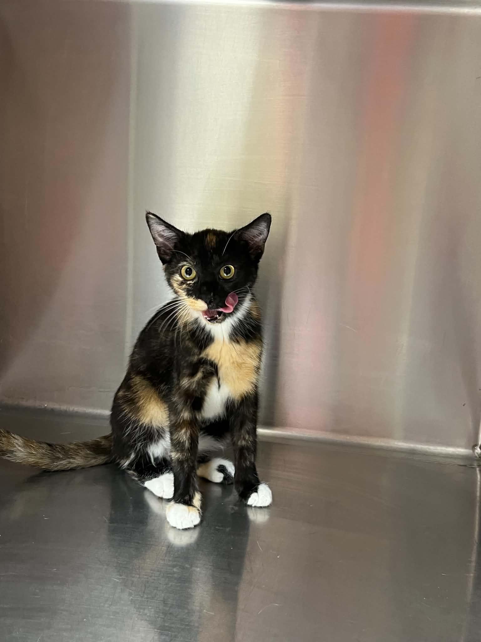 Enlarge Lilly, a Adoptable mixed breed in Austin, MN image 1/3
