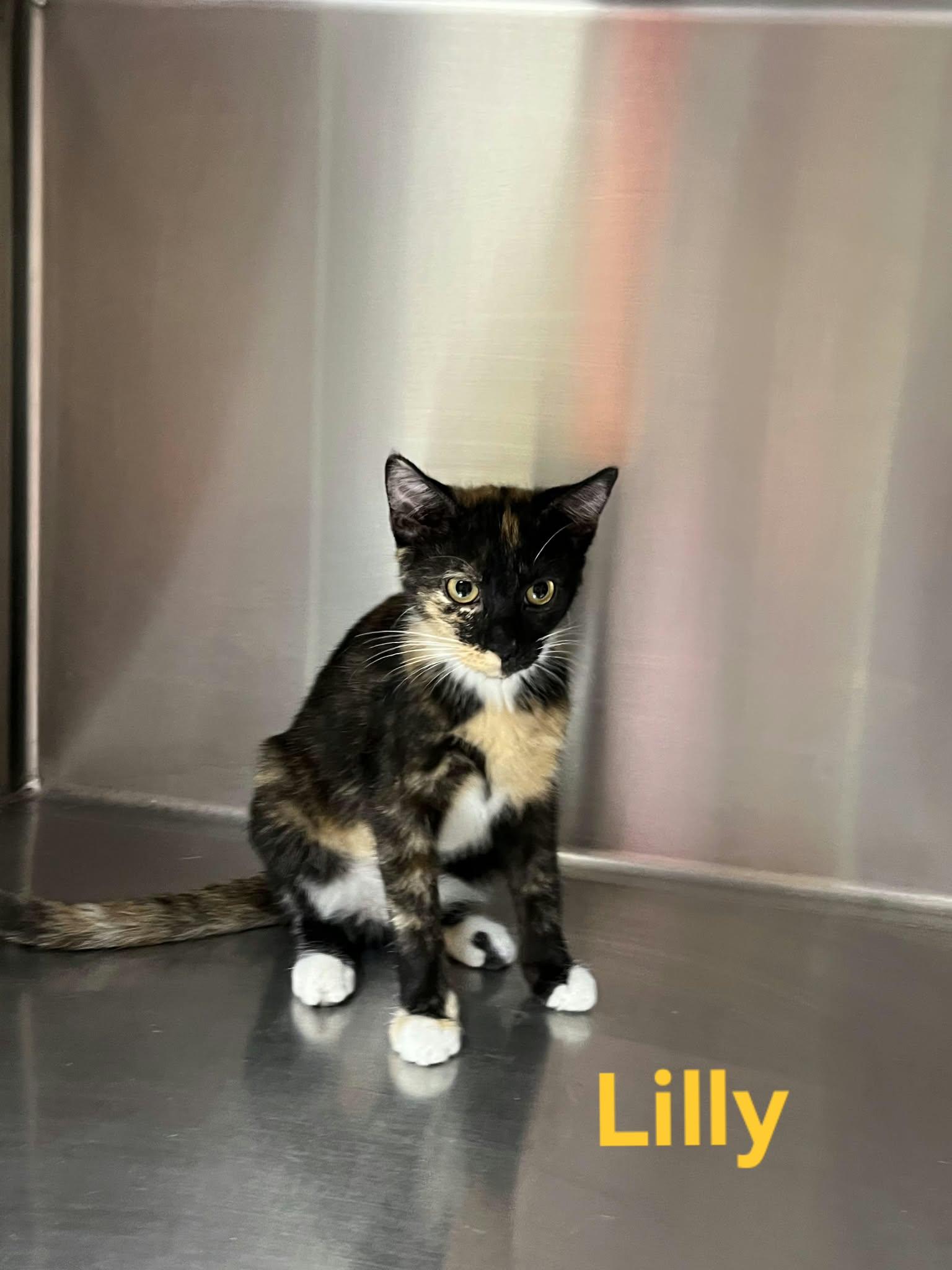 Enlarge Lilly, a Adoptable mixed breed in Austin, MN image 2/3