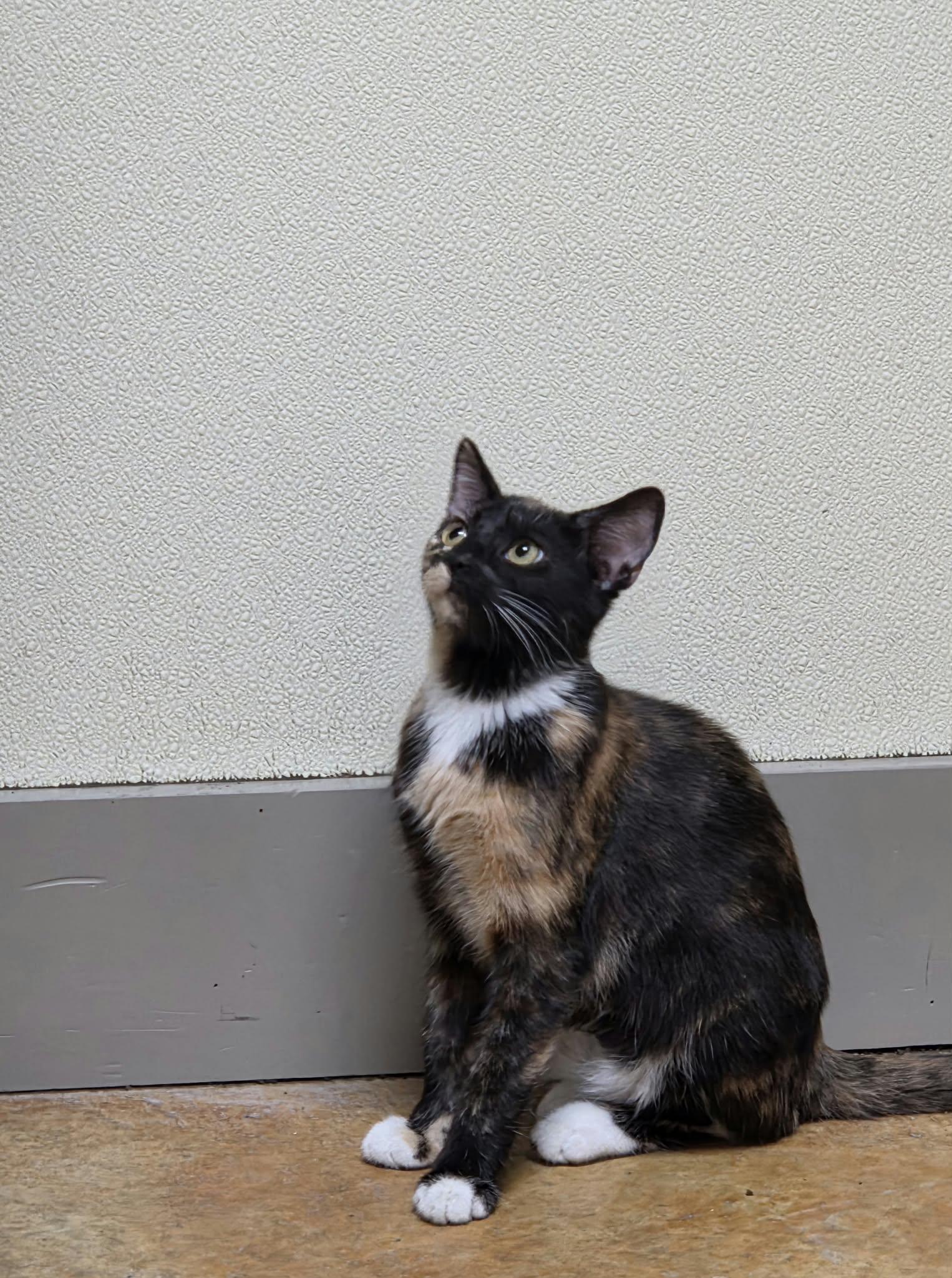 Enlarge Lilly, a Adoptable mixed breed in Austin, MN image 3/3