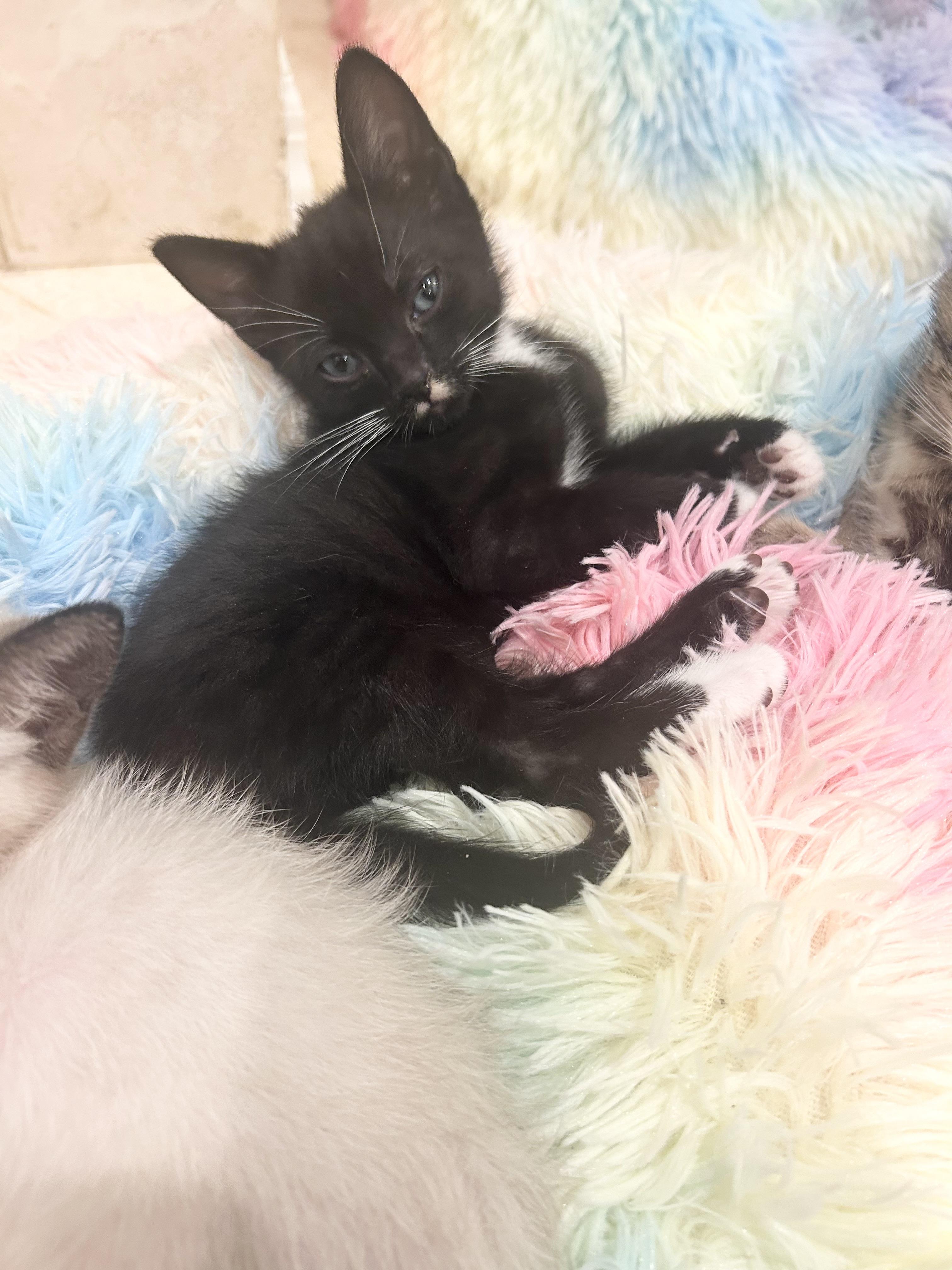 William, Adoptable, Kitten Male Tuxedo.