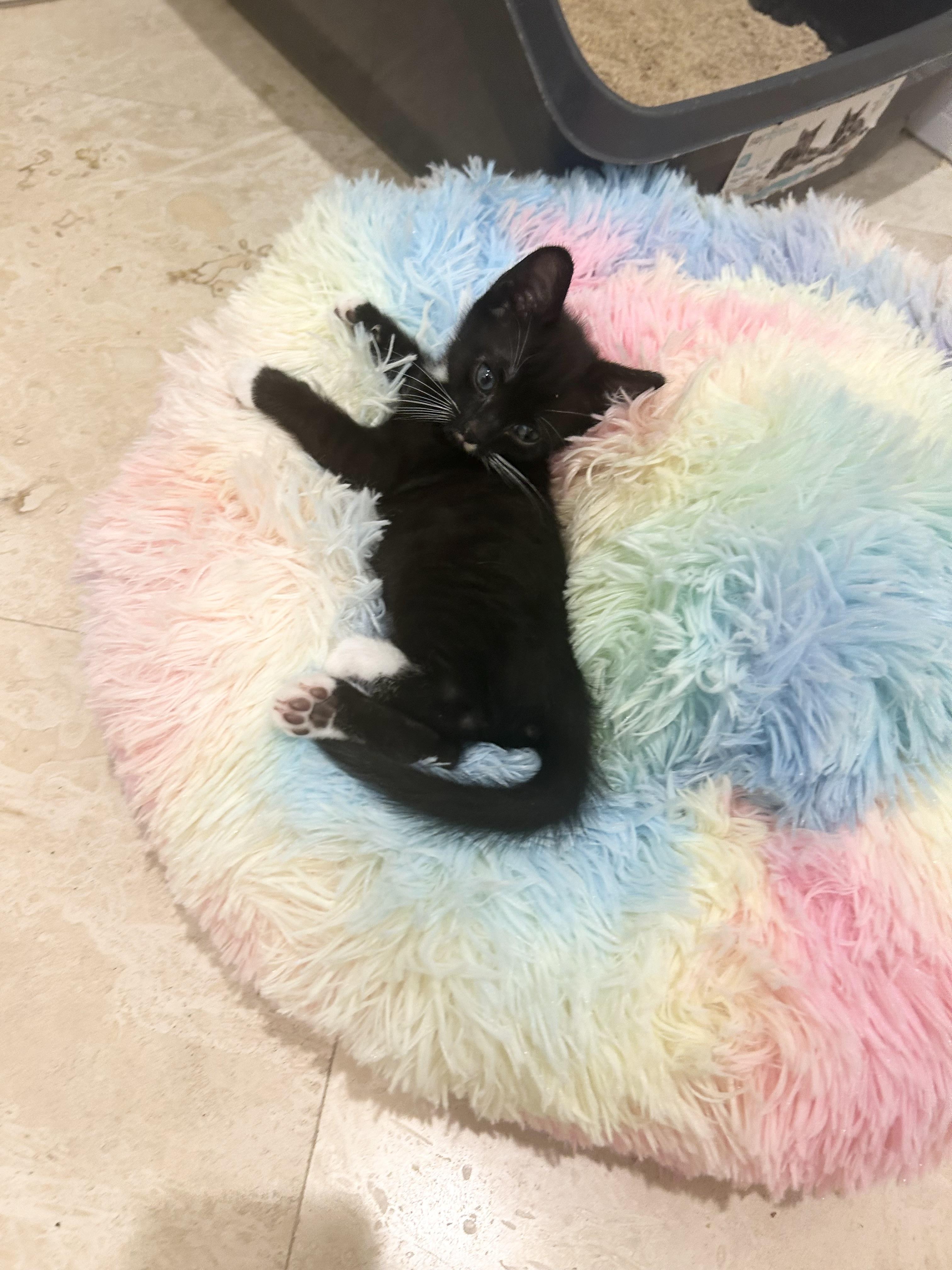 Enlarge William, a Adoptable Tuxedo in Bradenton, FL image 4/4