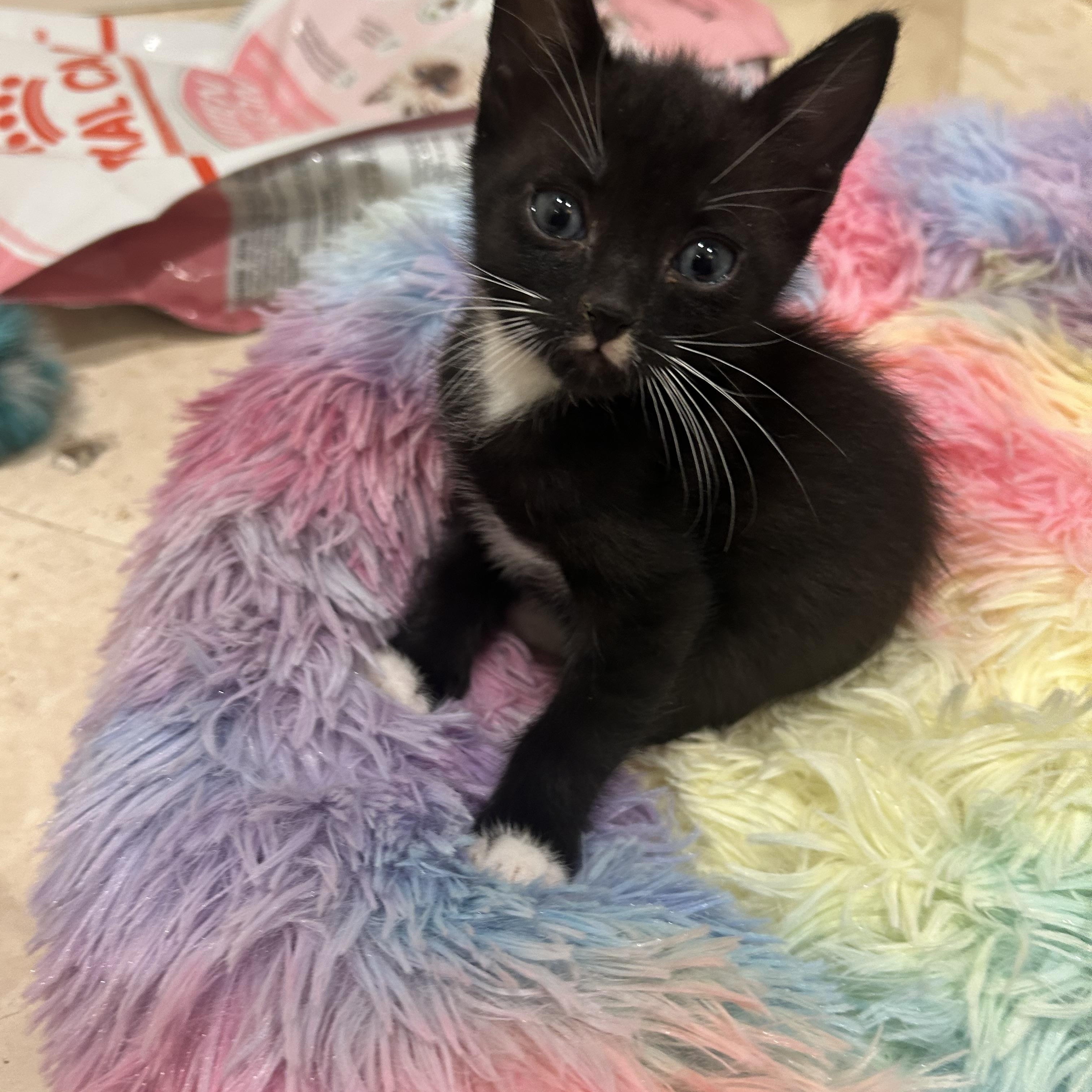 Enlarge William, a Adoptable Tuxedo in Bradenton, FL image 3/4