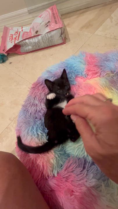 Enlarge William, a Adoptable Tuxedo in Bradenton, FL video 2/4