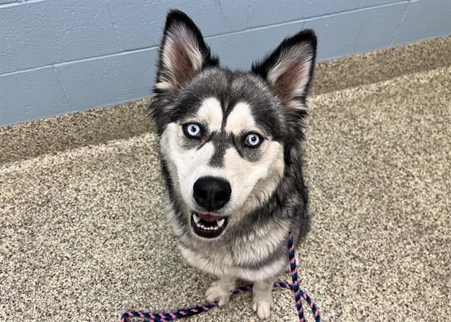 Enlarge OHANA, a Adoptable Siberian Husky in Colorado Springs, CO image 1/1