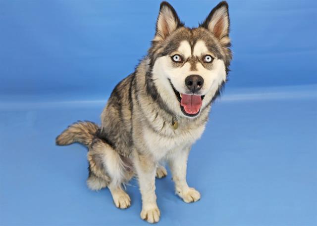OHANA, Adoptable, Young Female Siberian Husky.