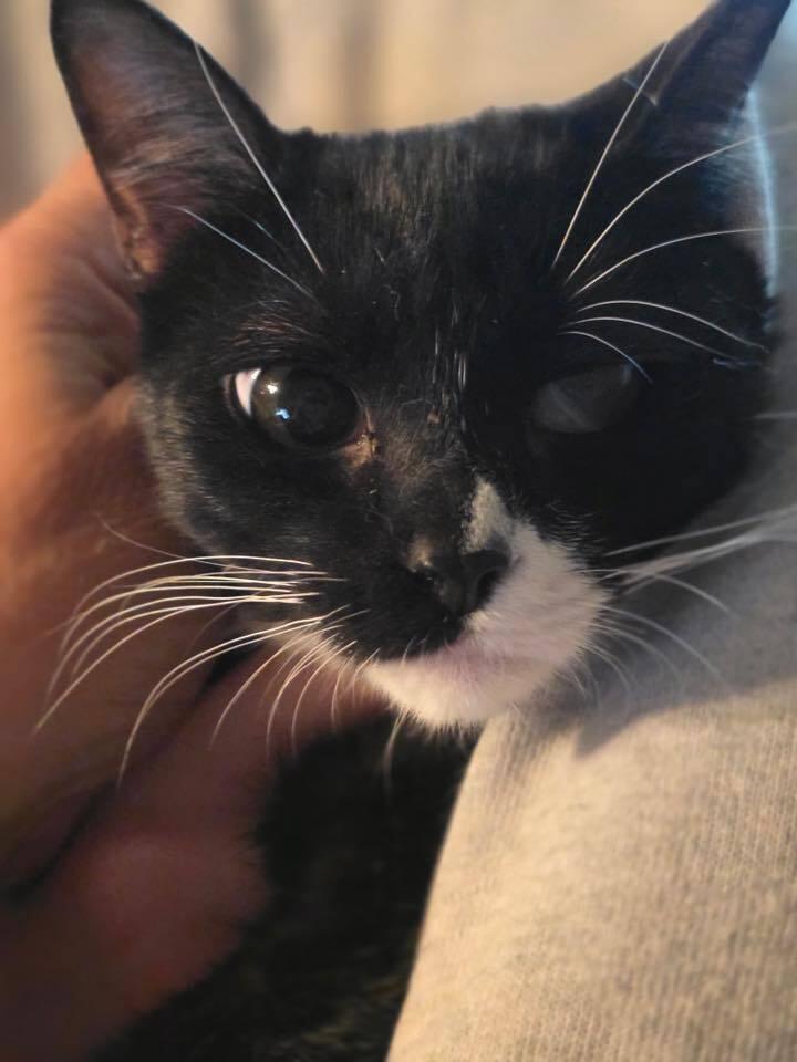 Valka, Adoptable, Kitten Female Domestic Short Hair.