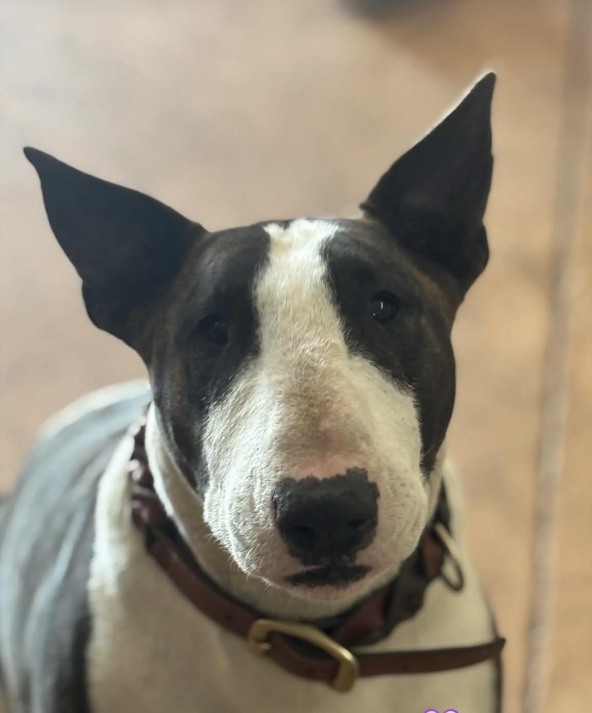 Gordon, Adopted, Adult Male Bull Terrier.