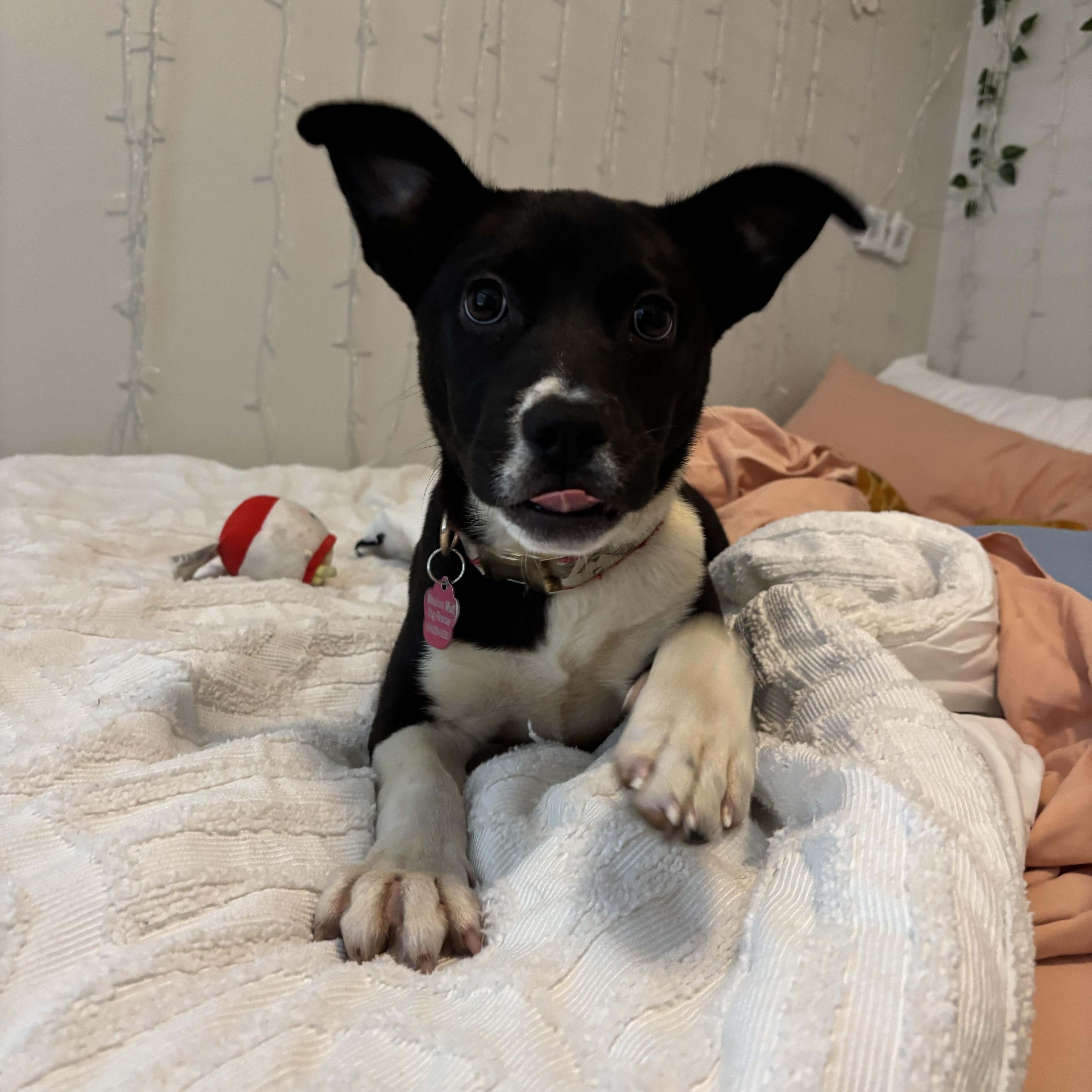 Lelo, a Adopted mixed breed in Tallahassee, FL image 2/5