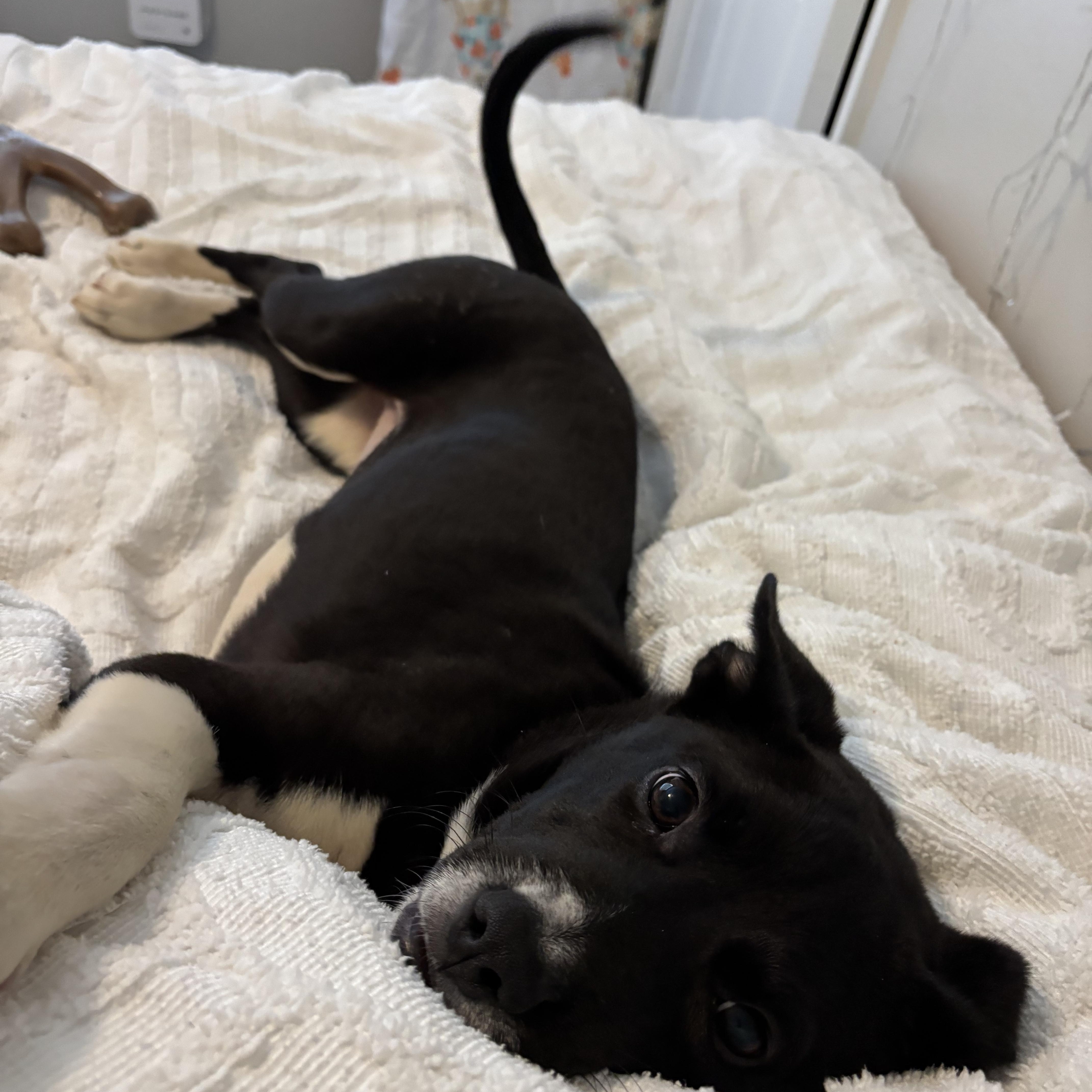 Lelo, a Adopted mixed breed in Tallahassee, FL image 3/5