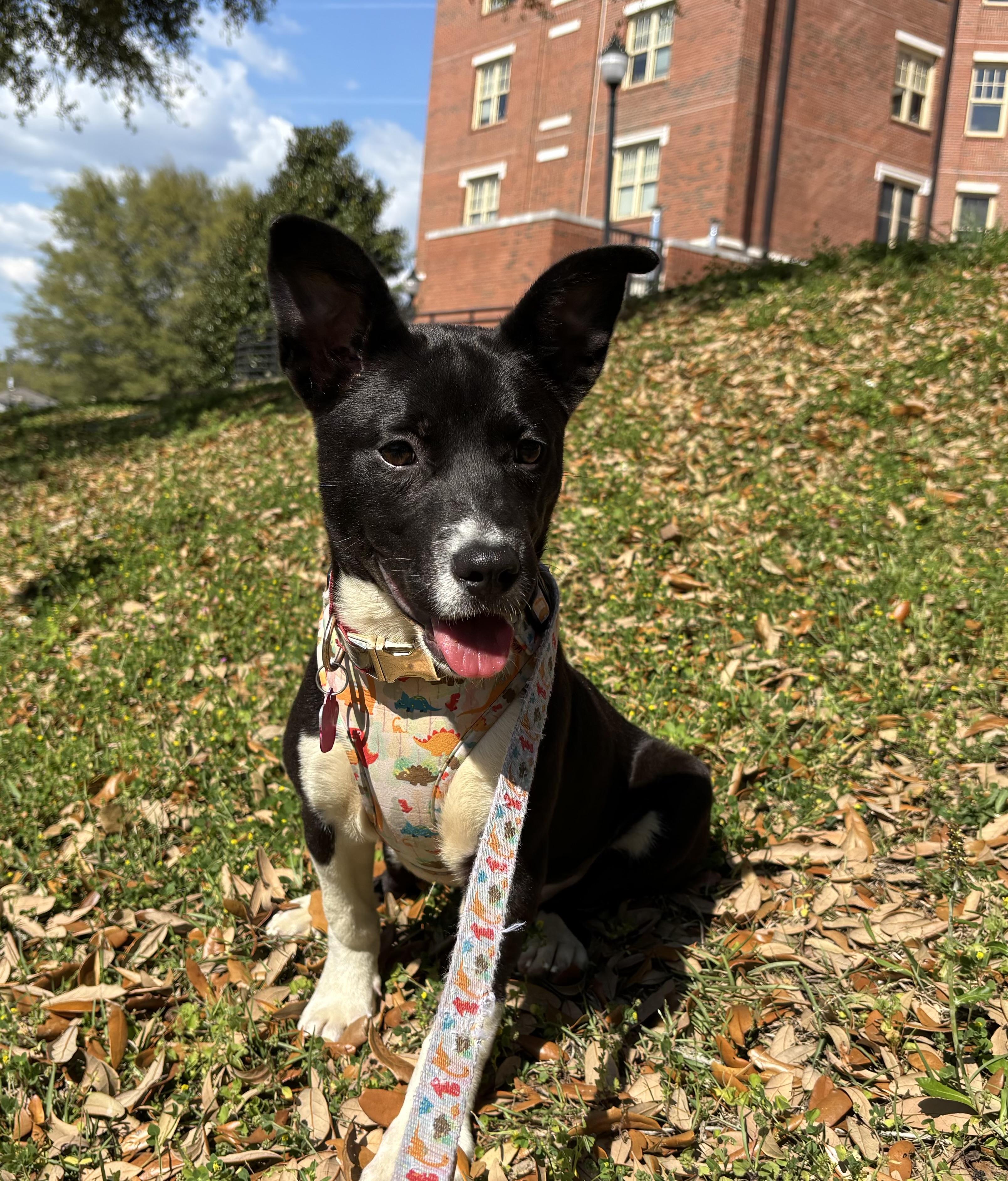 Lelo, a Adopted mixed breed in Tallahassee, FL image 1/5