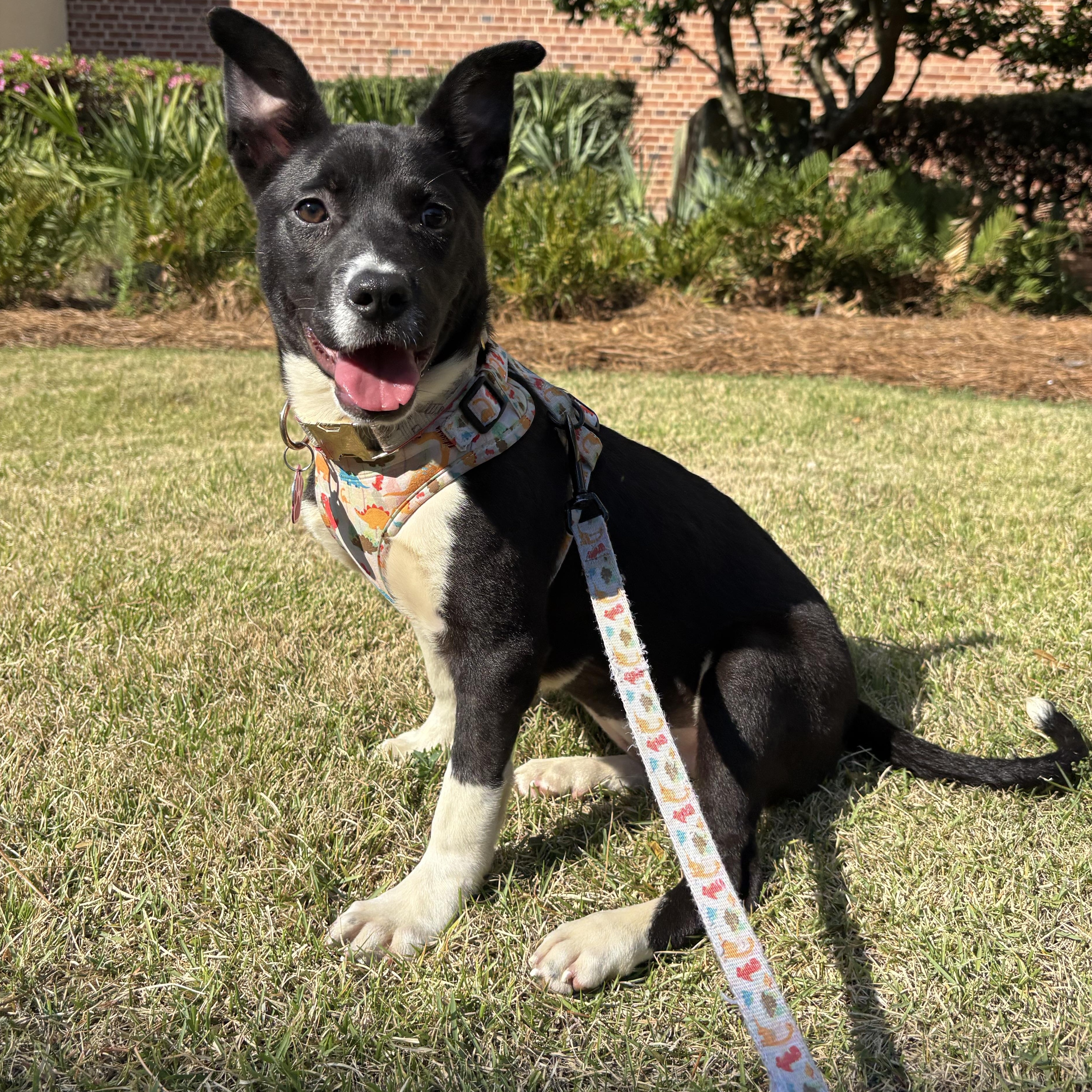 Lelo, a Adopted mixed breed in Tallahassee, FL image 5/5