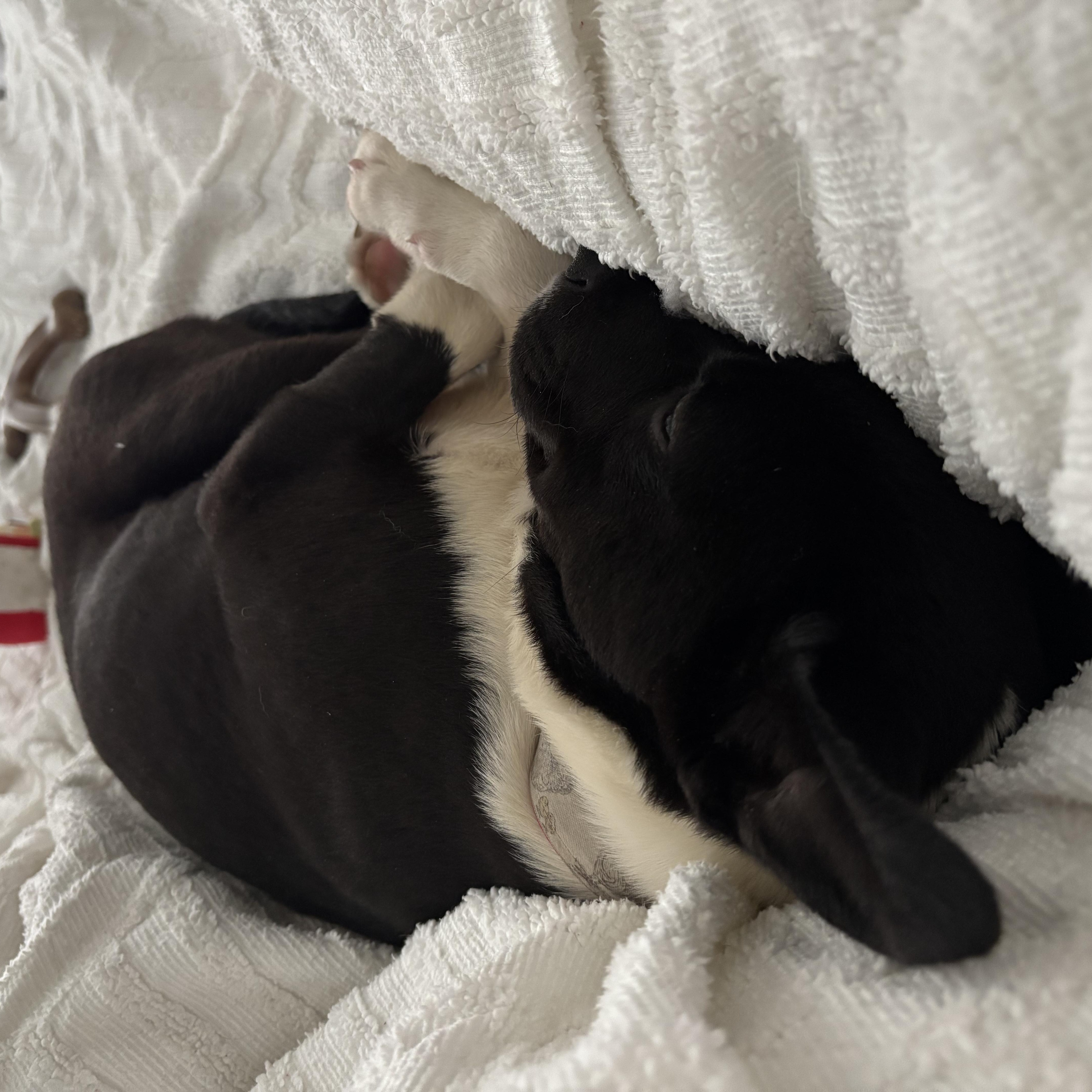 Lelo, a Adopted mixed breed in Tallahassee, FL image 4/5