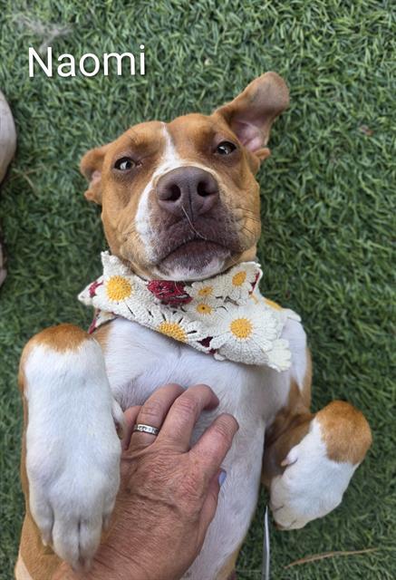 NAOMI, Adoptable, Young Female Boxer.