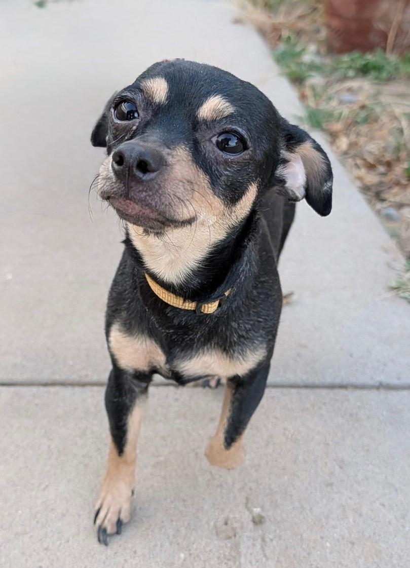 Penny, ADOPTABLE, Young Female Chihuahua.