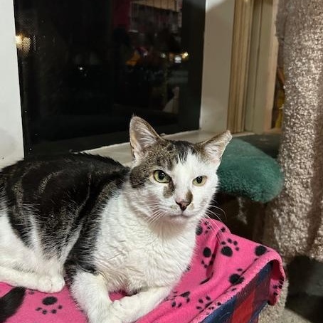 Enlarge Silas, a ADOPTABLE Domestic Short Hair in East Brunswick, NJ image 1/5