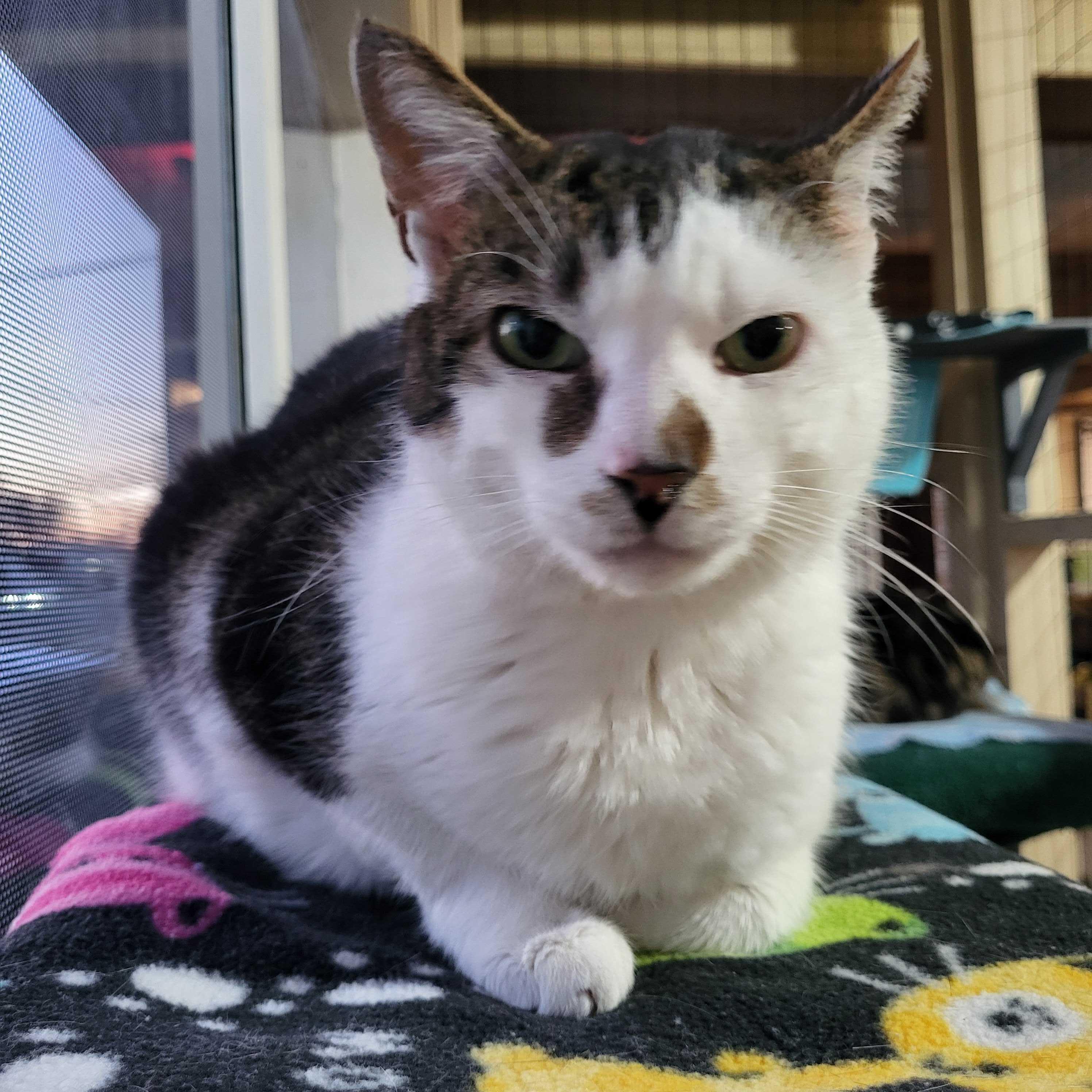 Enlarge Silas, a ADOPTABLE Domestic Short Hair in East Brunswick, NJ image 5/5